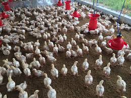 देश में बढ़ रहा है बर्ड फ्लू का खौफ, जानें कि कहां लगी चिकन बिक्री पर रोक